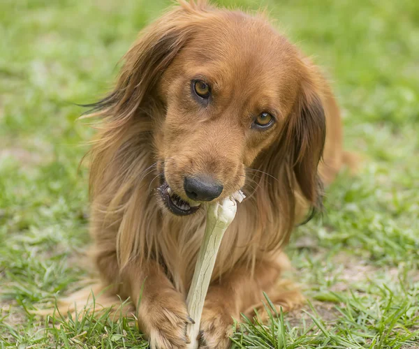 Cão com um osso — Fotografia de Stock