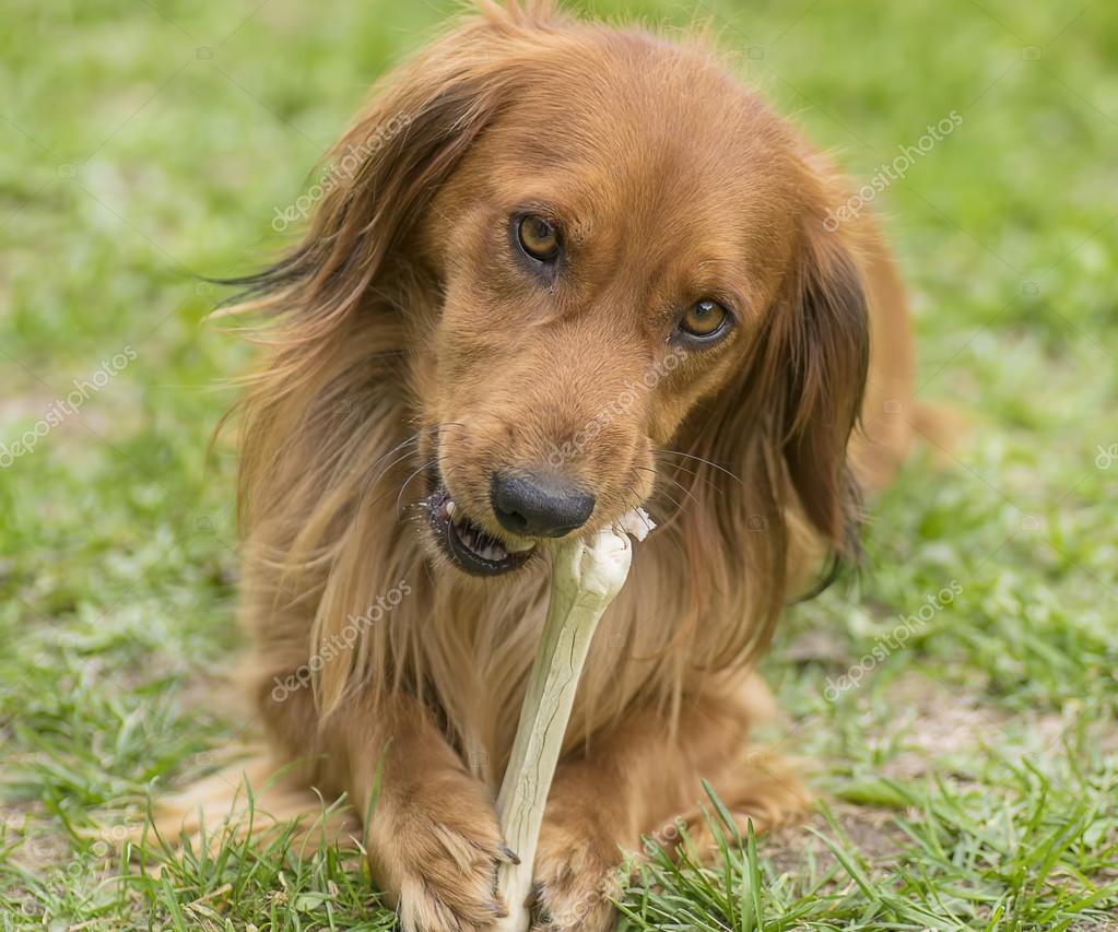 Are Bones Safe For Dachshund Puppies