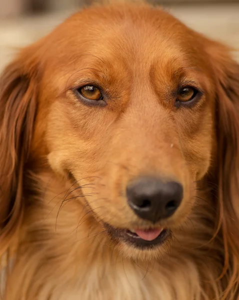 Closeup dog portrait — Stock Photo, Image