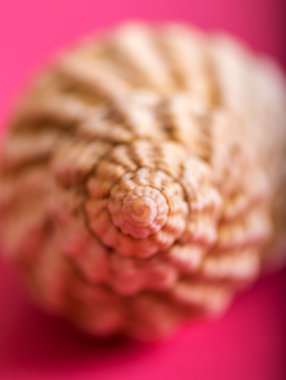 Deniz kabuğu portre