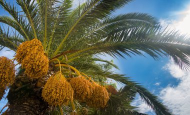 palmiye ağacı portre