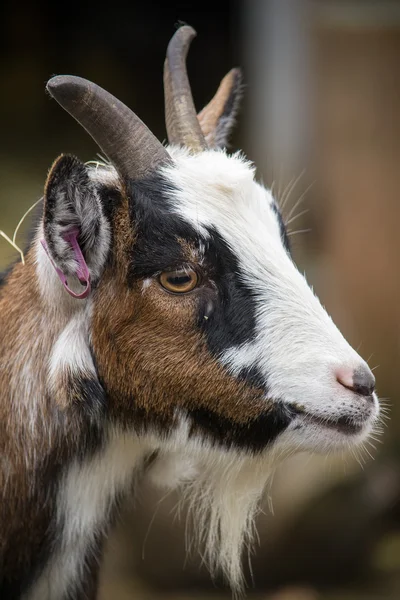 Closeup portrait of a goat — Stock Photo, Image