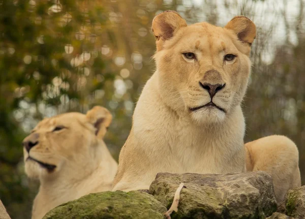 Lions blancs femelles africaines — Photo