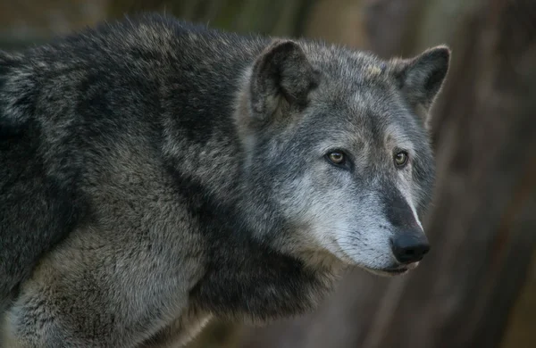 Grijze wolf portret — Stockfoto