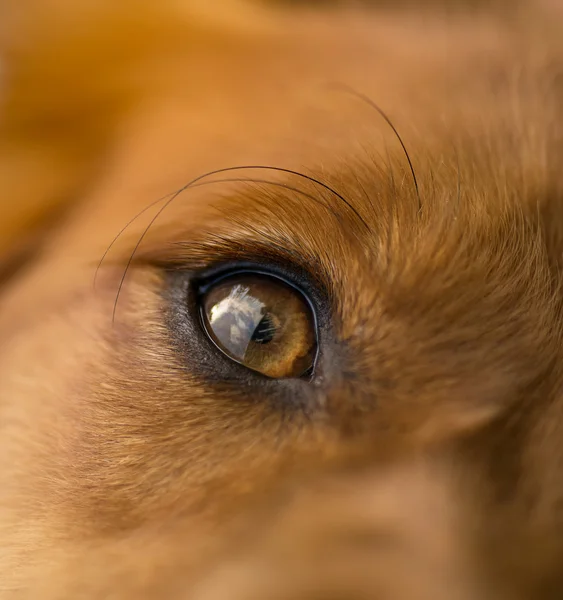 マクロ犬目 — ストック写真