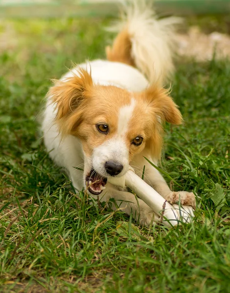 かわいい犬の骨 — ストック写真