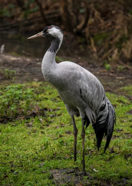 Common crane in the nature — Stock Photo, Image