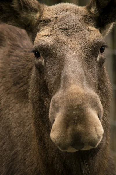 Portrét Evropský Los — Stock fotografie