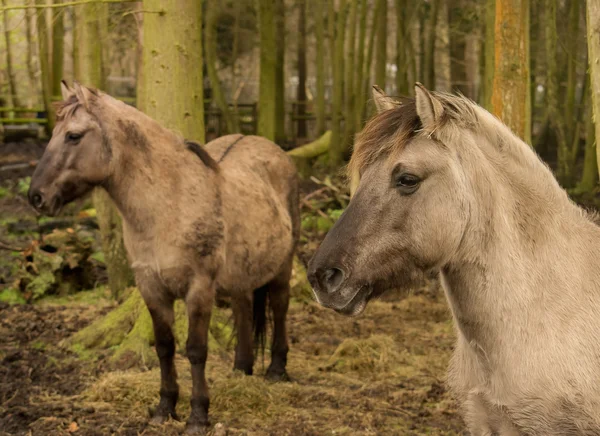 Caballos salvajes, Konik — Foto de Stock