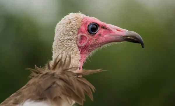 Hooded vulture portrait — Stock Photo, Image