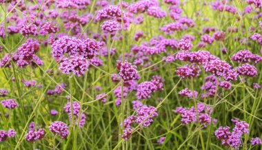 Verbena Bonariensis flowers