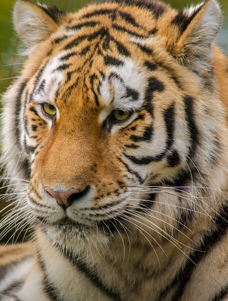 Siberian tiger portrait