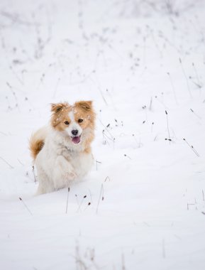 Karda oynayan köpek.