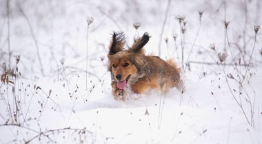 Karda çalıştıran dachshund köpek