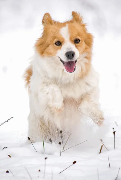 Cão feliz na neve branca — Fotografia de Stock