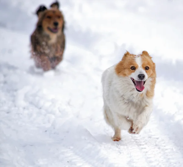 Cães correndo na neve branca — Fotografia de Stock
