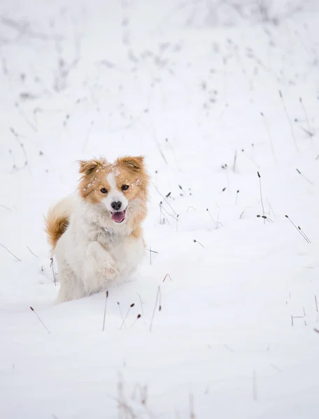 Cão brincando na neve — Fotografia de Stock