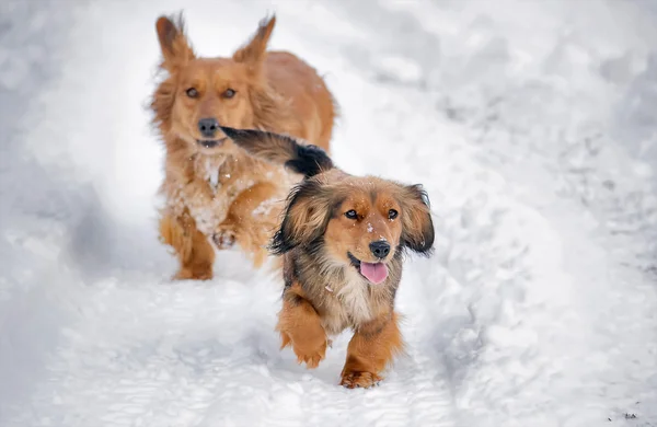 Cães bonitos na neve — Fotografia de Stock