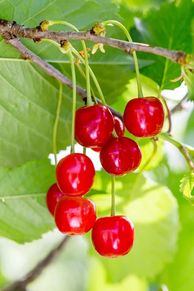 Seis cerezas agrias creciendo en el cerezo agrio — Foto de Stock