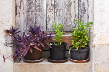 Üç saksı çiçek kapı üzerinde ile