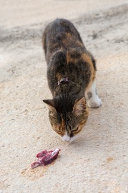 Kedi çiğ balık yeme kahverengi, siyah, gri ve beyaz saçlı