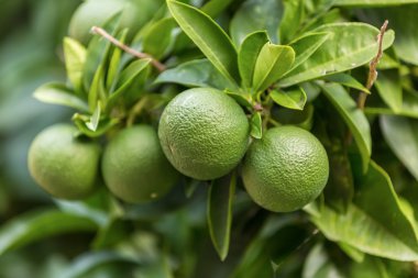 Ağaçta yetişen gerçek organik portakallar