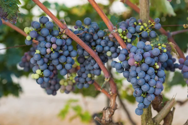 Young blue grapes — Stock Photo, Image