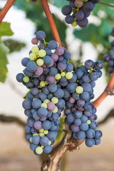 Young blue grapes — Stock Photo, Image