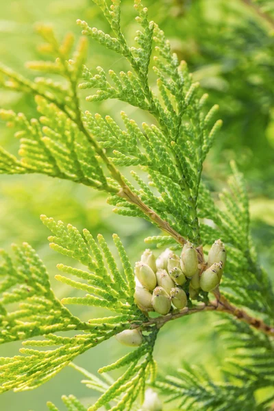 Takken van cypress boom met het zaad groeperingen — Stockfoto