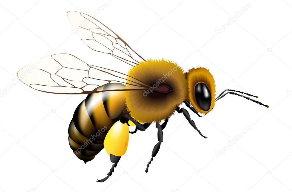 Vector bee with transparent wings for any background