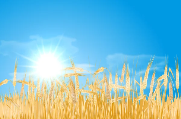 Абстрактный летний пейзаж с кукурузным полем, солнцем и облаками — стоковый вектор