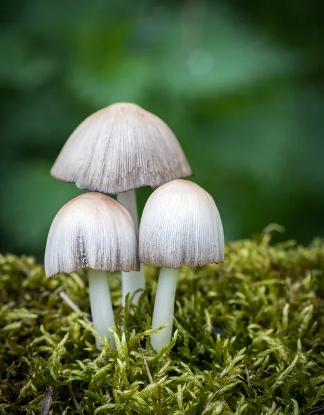 Coprinus mushrooms in moss — Stock Photo, Image