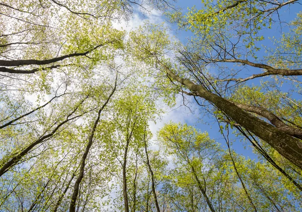 Mira en el bosque de primavera — Foto de Stock