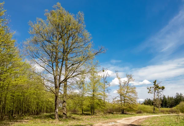 Taze bahar kayın ormanı ve şaşırtıcı mavi gökyüzü