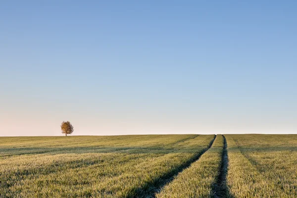 Solitaire tree on horizon and ruts in field — Stock Photo, Image