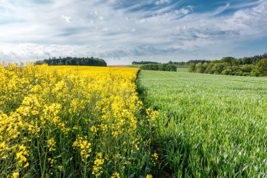 Bahar kırsal alanlar, ormanlar ve mavi gökyüzü ile