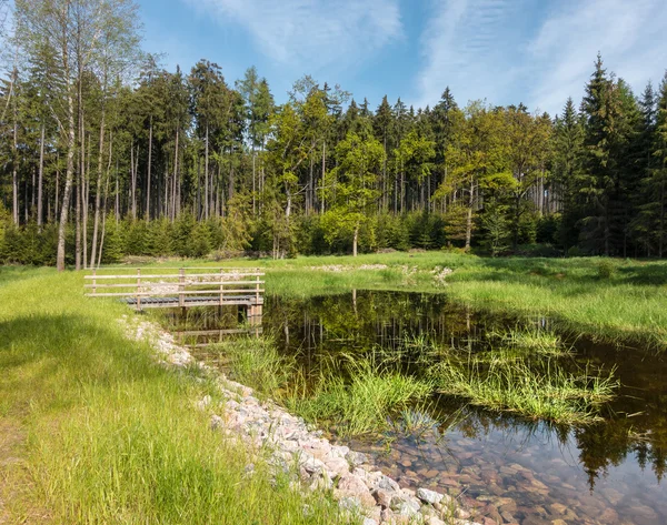 Incredibile stagno foresta con acqua cristallina — Foto Stock