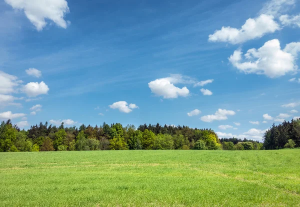 Spring or summer landscape with meadow, forest and sky — Stock Photo, Image