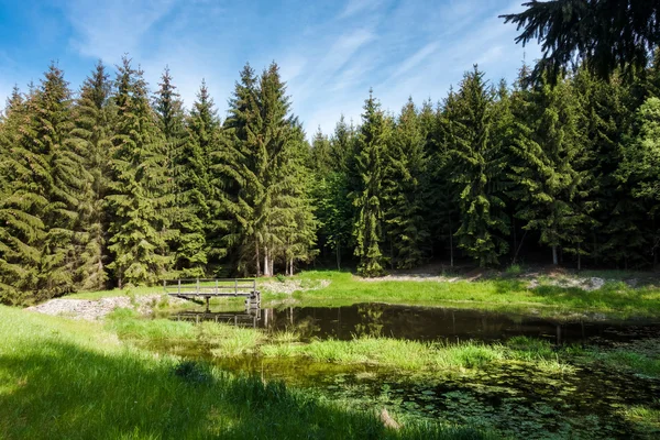 Summer forest with little pond — Stock Photo, Image