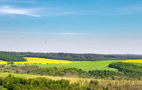 Frühling ländliche Landschaft mit Feldern, blauem Himmel und Vogel — Stockfoto