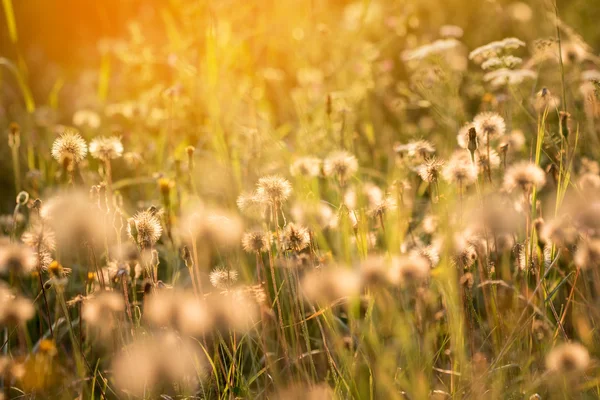 Dreamy atmosphere of romantic summer meadow — Stock Photo, Image