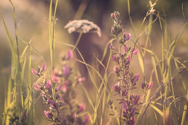 Detail from summer dreamy meadow with flowers — Stock Photo, Image