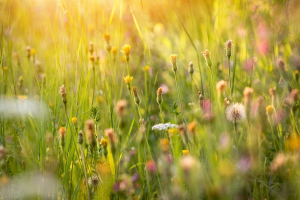 Atmosfer yaz çiçeklenme çayır — Stok fotoğraf