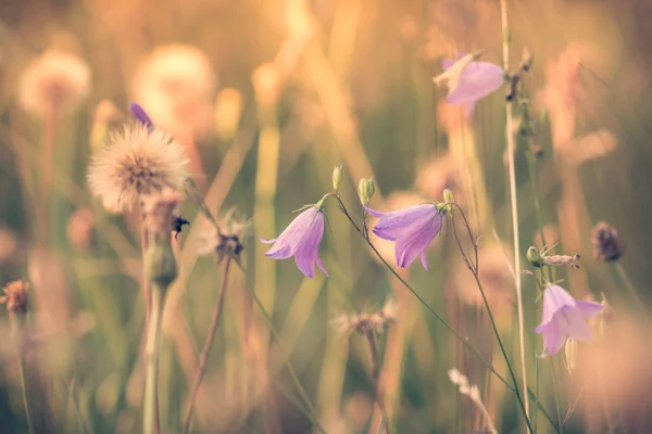 Summer flowering meadow dreamy feeling — Stock Photo, Image