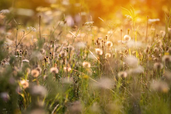 Romantic atmosphere of summer meadow — Stock Photo, Image