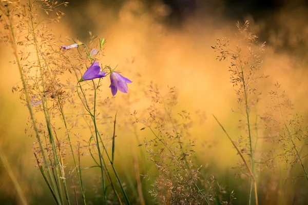 Yaz çayır çan çiçekleri ile detay — Stok fotoğraf