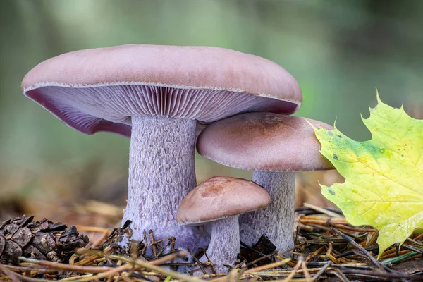 在秋天的森林里 令人惊奇的食用菌Lepista Nuda通常被称为木屑 捷克共和国 — 图库照片
