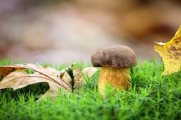 Shot Van Verbazingwekkende Eetbare Imleria Badia Algemeen Bekend Als Baai — Stockfoto