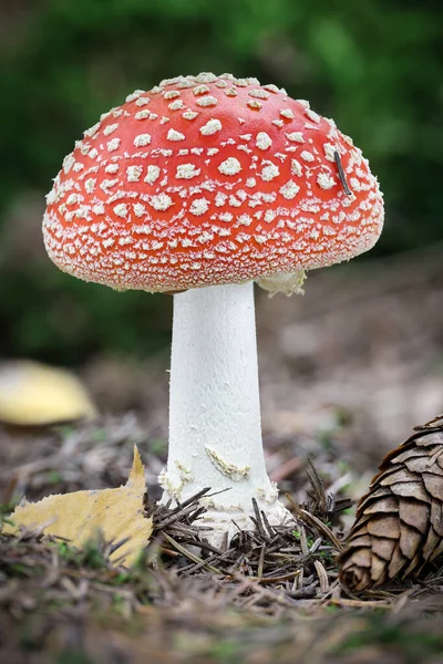 Increíble Amanita Muscaria Bosque Seta Venenosa Comúnmente Conocida Como Fly — Foto de Stock