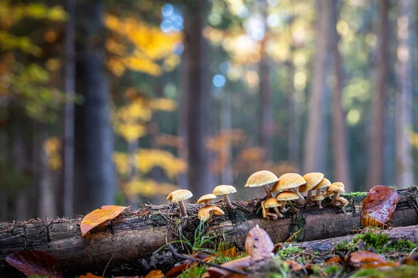 Натюрморт Грибами Красочном Осеннем Лесу Чехия Европа — стоковое фото